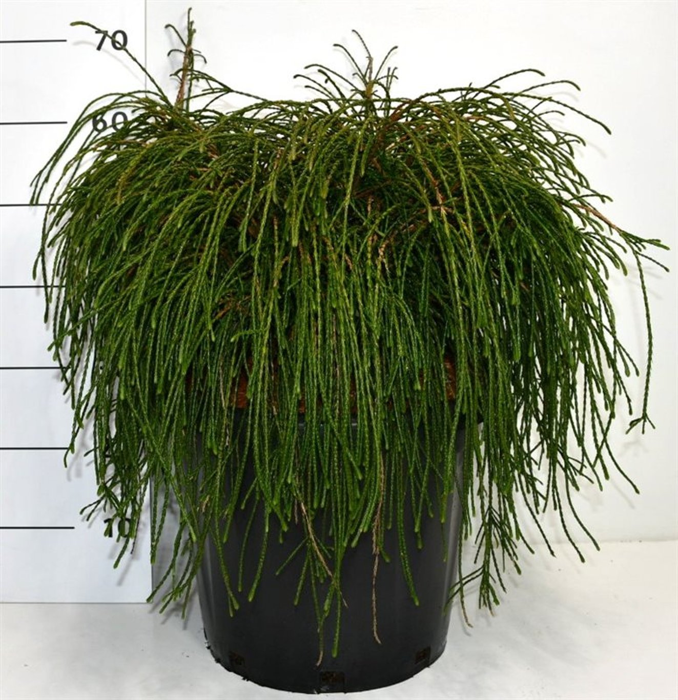 Thuja pl. 'Whipcord' - C25 60-70 CM